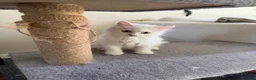 Turkish Angora cats for sale: Long hair kittens  - Advert 3