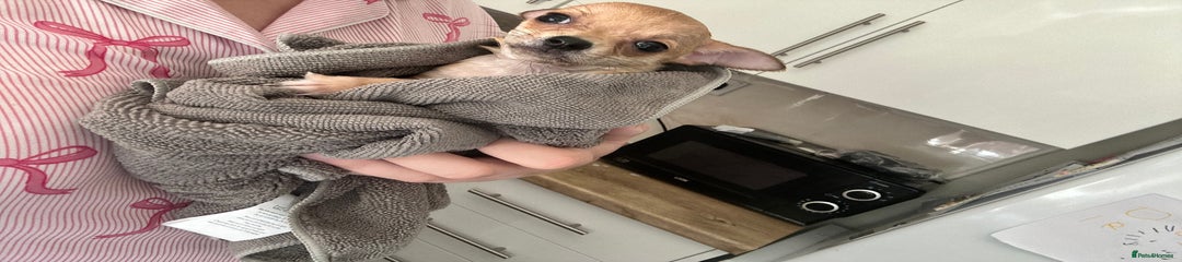 Chihuahua Puppy 3