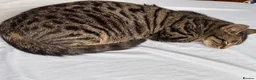 Domestic Shorthair cats for sale: Black Kittens - Advert 7