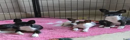 Mixed Breed dogs for sale: Italian greyhound/papillon cross in Wellingborough - Advert 5