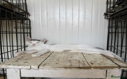 Mixed Breed cats for adoption: Korey - Norwich Norfolk  - Image 3