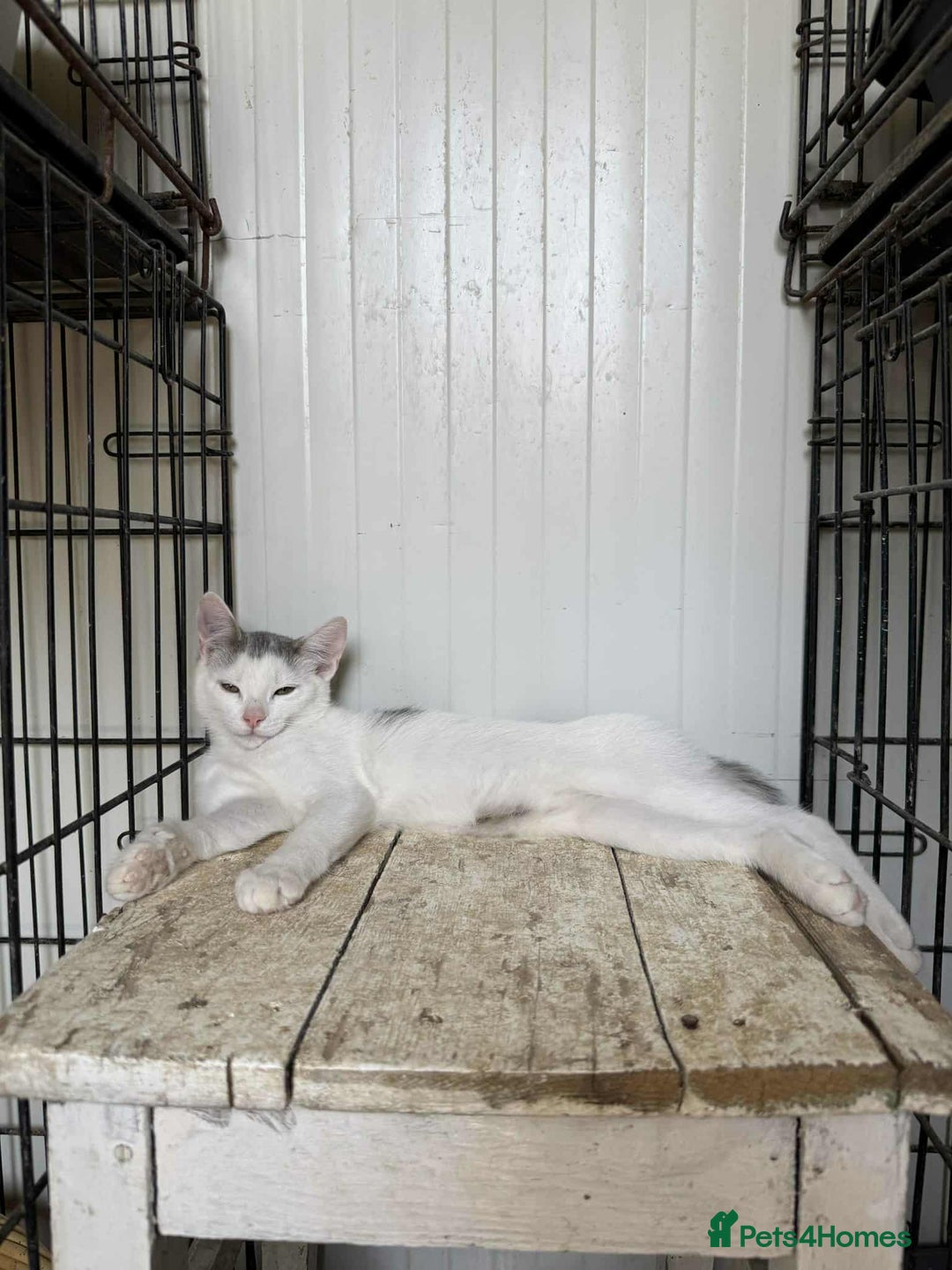 Mixed Breed cats for adoption: Korey - Norwich Norfolk  - Image 3