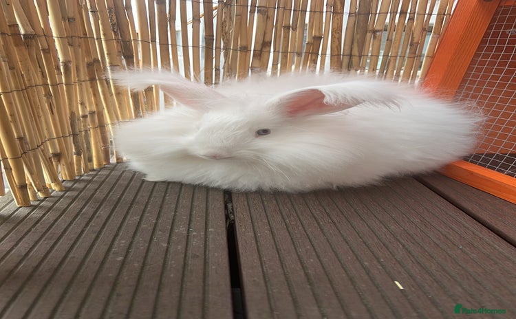 Angora rabbits - Advert 2