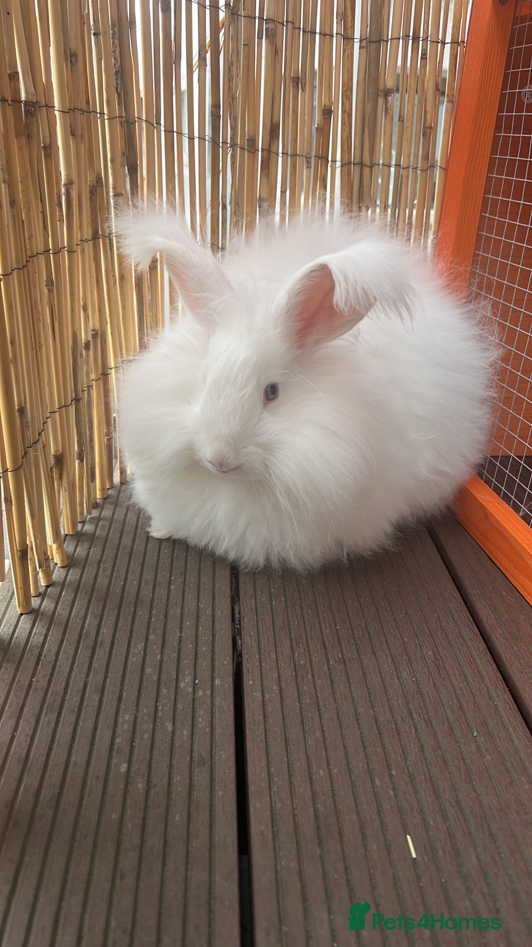 Angora rabbits for sale: Angora rabbit - Image 1