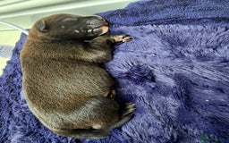 Mixed Breed dogs for sale: Short haired Collie pups - Image 23