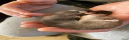Ferret rodents for sale: Micro ferrets mixed  in Stoke-on-Trent - Advert 10