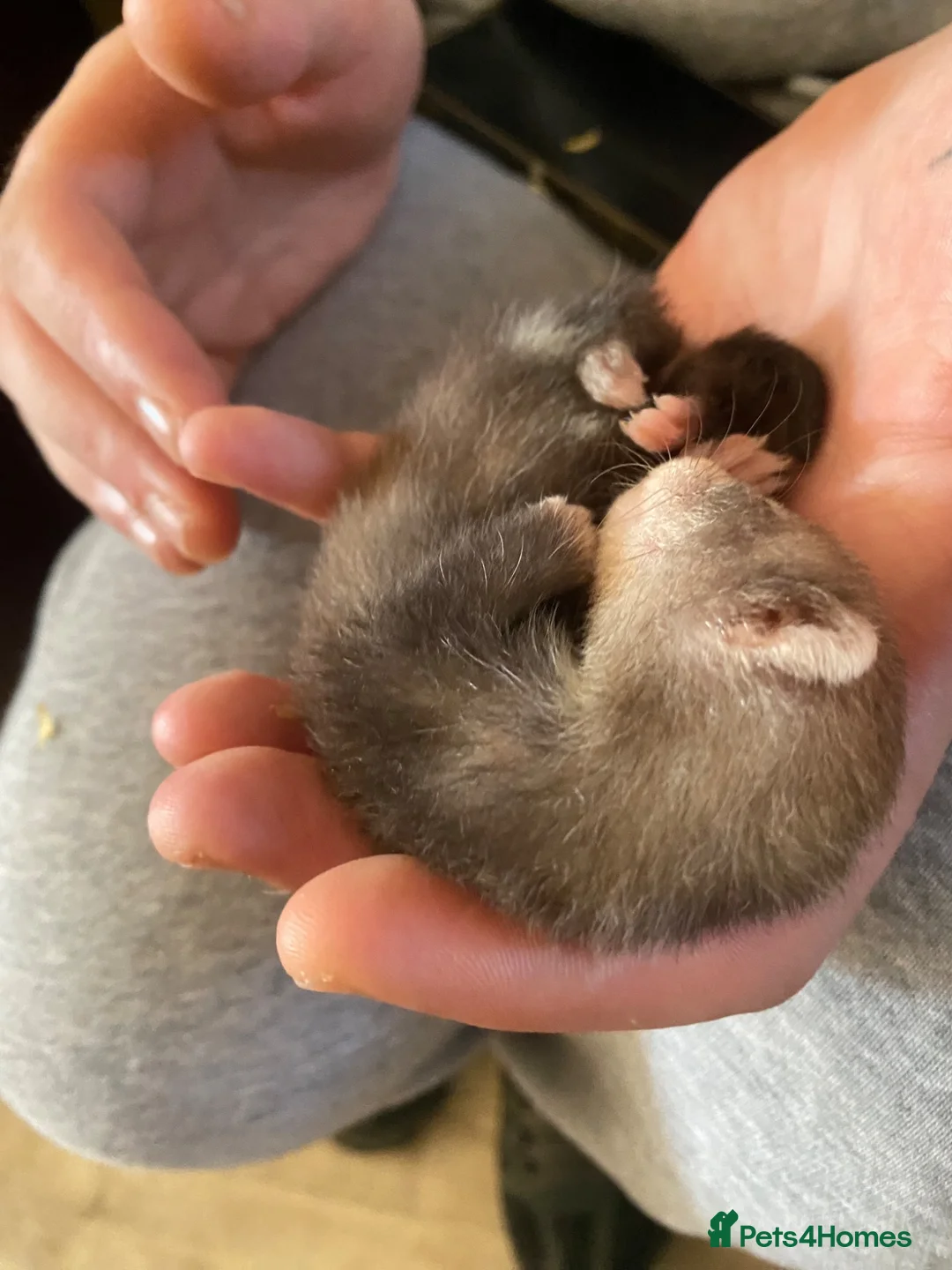 Ferret rodents for sale: Micro ferrets mixed  in Stoke-on-Trent - Advert 10