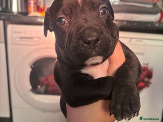 Staffordshire Bull Terrier dogs beautiful staff mastiff puppies. - Advert 4