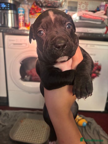 Staffordshire Bull Terrier dogs beautiful staff mastiff puppies. - Advert 1