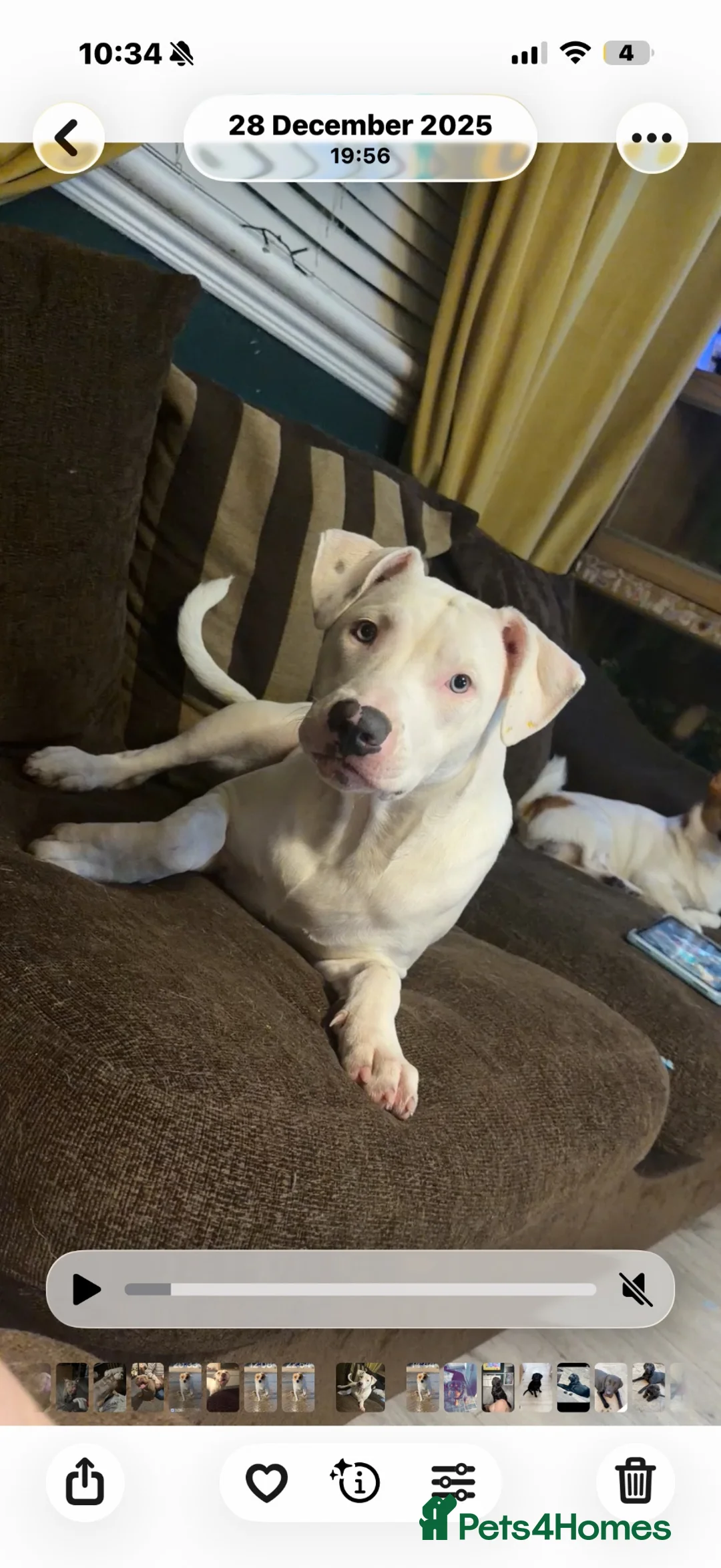 Mixed Breed dogs for sale: Labrador x  - Advert 13