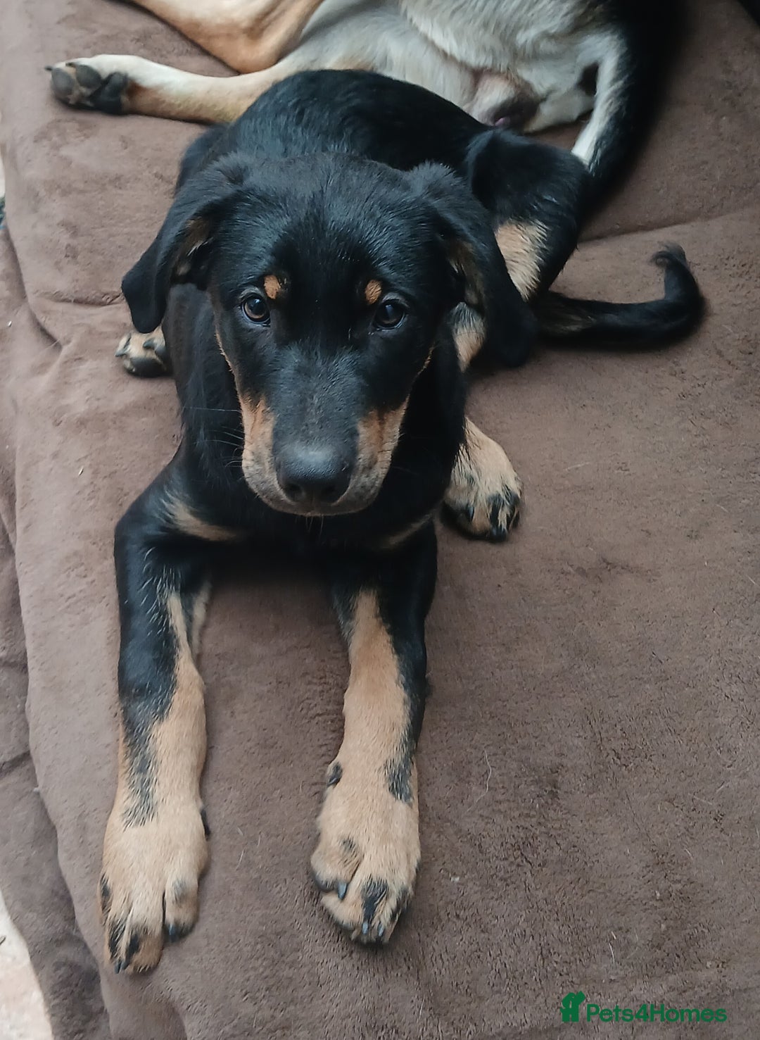 Huntaway dogs for sale: Pure huntaway puppies  - Image 1