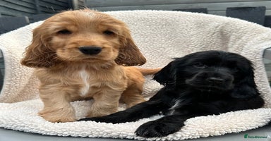 Cocker Spaniel dogs - Advert 2