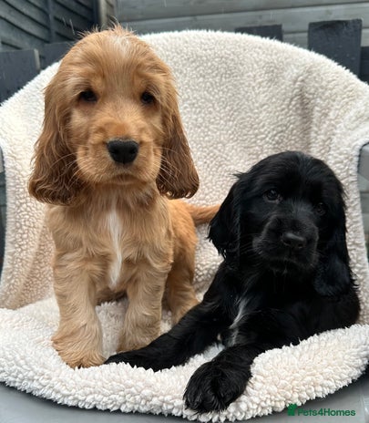 Cocker Spaniel dogs - Advert 14