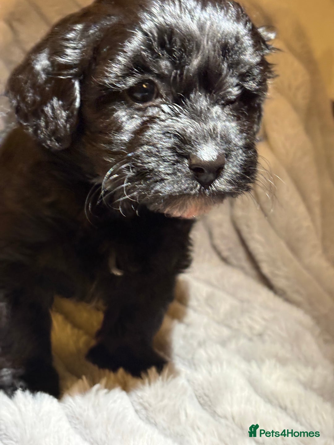 Shihpoo dogs for sale: Shihpoos for sale   - Advert 3