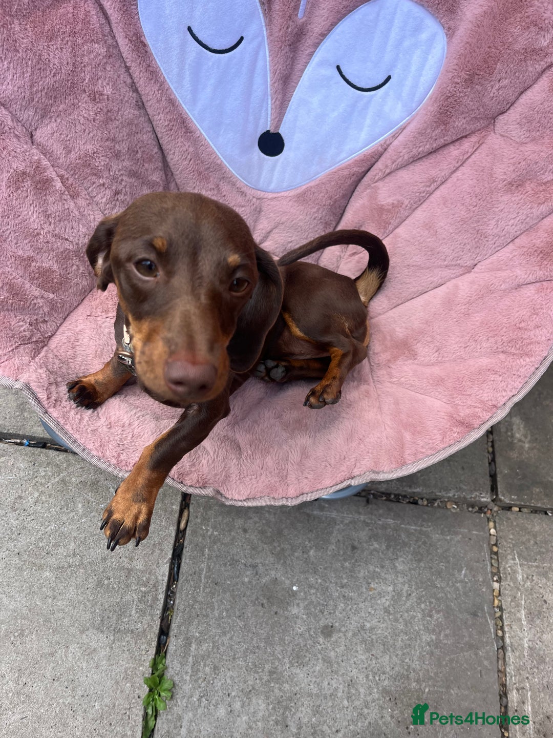 Miniature Dachshund dogs for sale: Miniature dachshund  - Advert 5