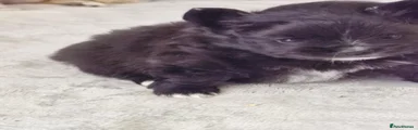 Pomeranian 1