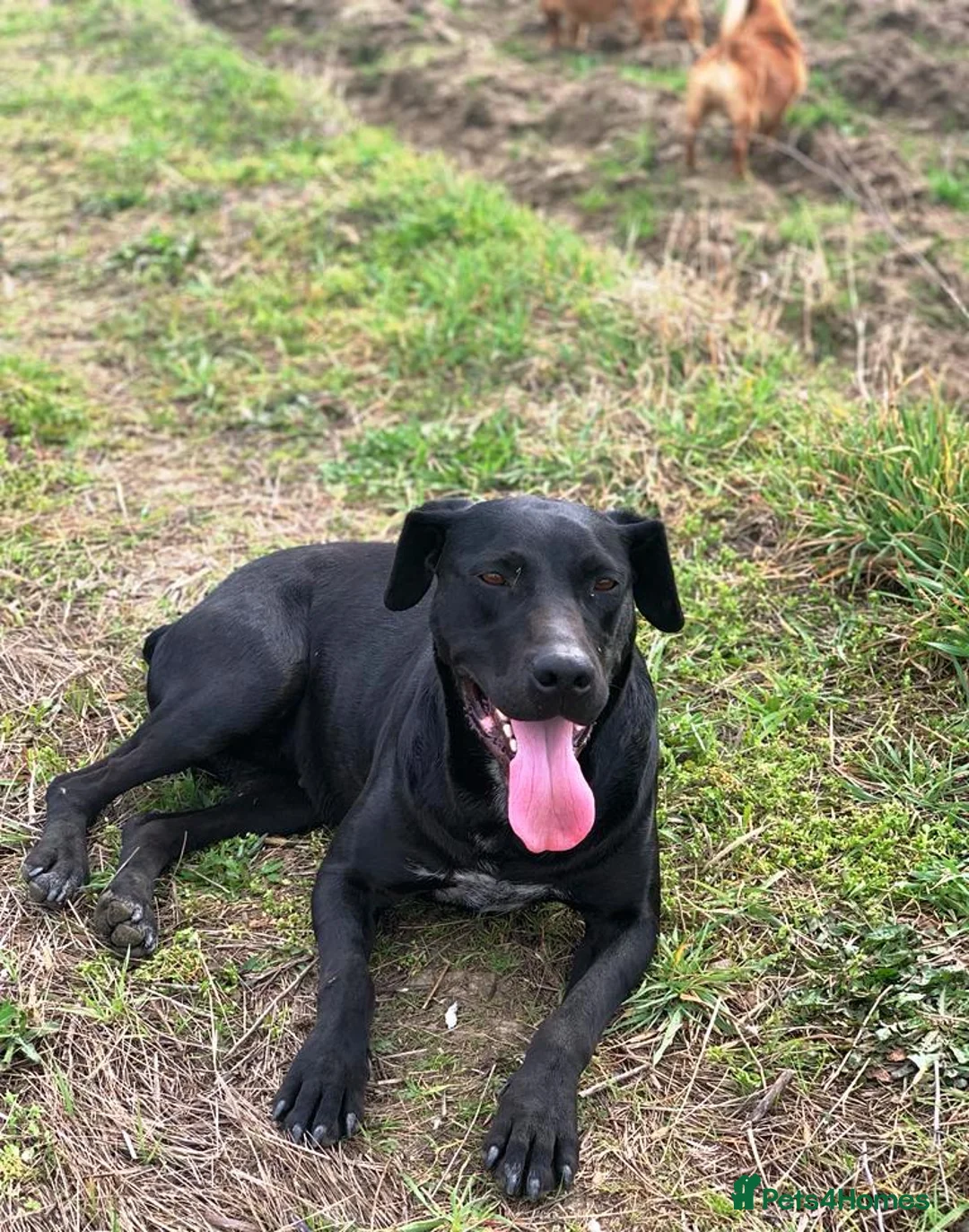 Mixed Breed dogs for adoption: Beautiful and Gentle JULIETTE - for a Loving Home in Nottingham - Advert 33