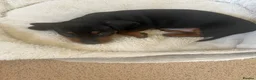 Miniature Dachshund dogs for sale: Beautiful KC registered puppies.  - Advert 17