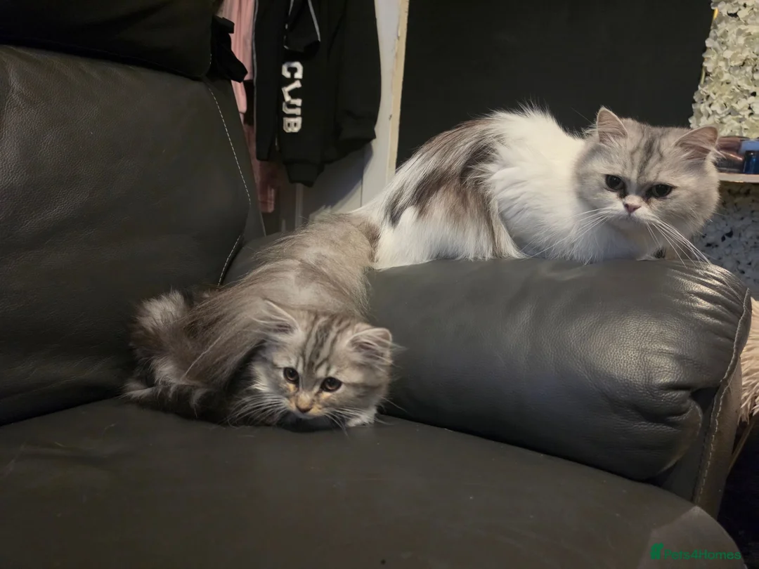 Persian cats for sale: Persian Mix Male Kitten - Advert 1