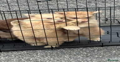 German Shepherd dogs - Advert 14