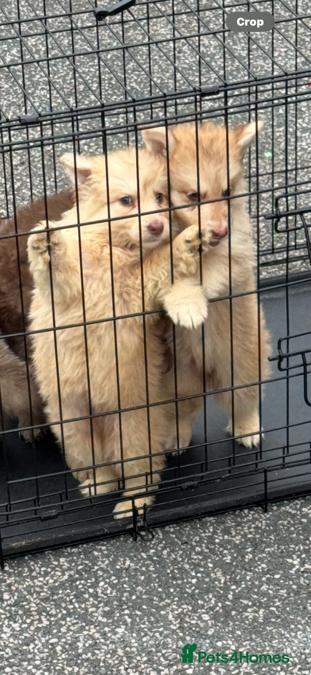 German Shepherd dogs for sale: Beautiful mixed coloured heath tested German sheps - Image 6