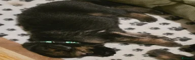 German Shepherd 4