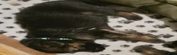 German Shepherd dogs for sale: German shepard pups in Glasgow - Advert 7