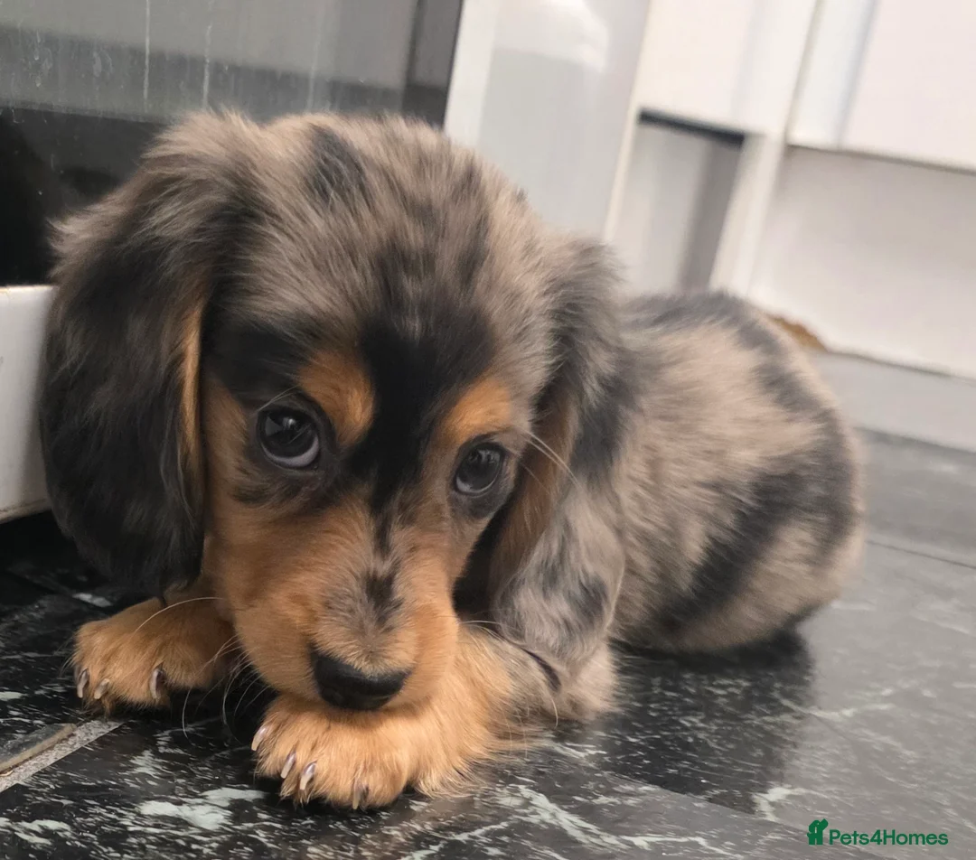 Miniature Dachshund dogs for sale: Miniature Dachshund longhaired puppy - Advert 1