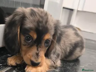 Miniature Dachshund dogs Miniature Dachshund longhaired puppy - Advert 1
