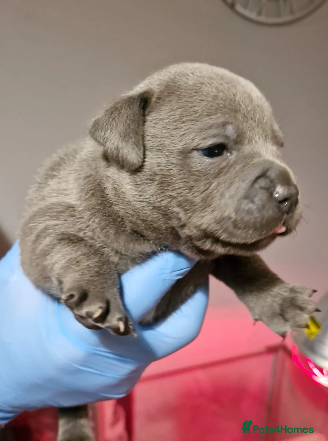 Staffordshire Bull Terrier dogs for sale: KC Staffordshire puppies champion lines - Advert 4