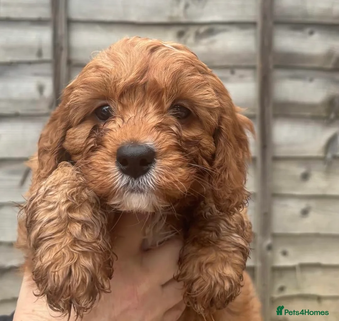 Cavapoo dogs for sale: Beautiful Cavapoo pups - Advert 7