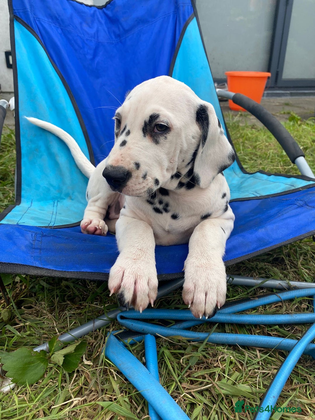 Dalmatian dogs for sale: Dalmatian Puppies (pure bred) - Image 25