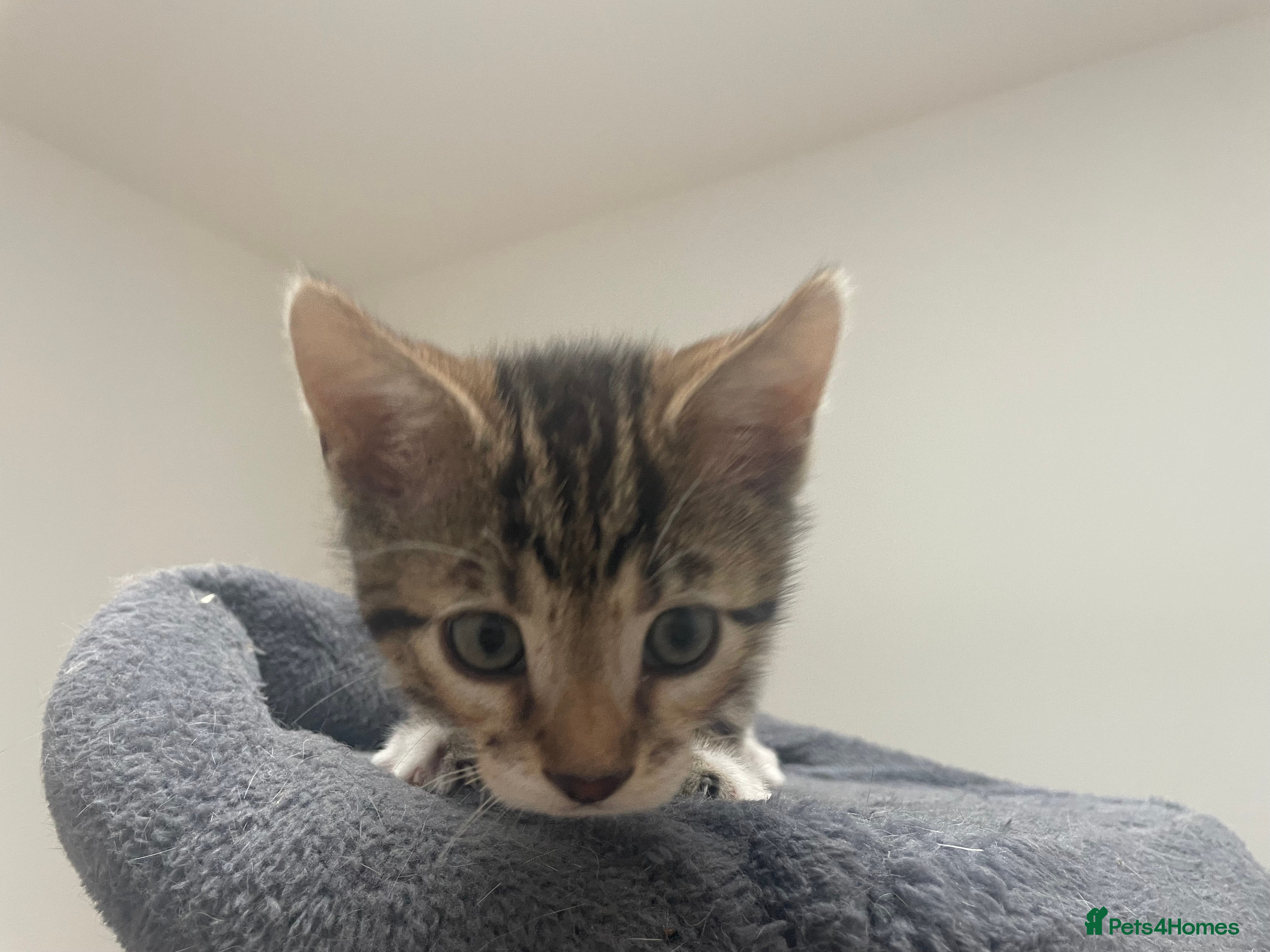 Bengal cats for sale: Bengal X Kittens - Advert 6
