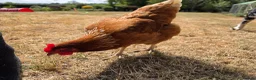 Chickens poultry for sale: Looking to rehome 3 hens. Good layers! - Advert 3