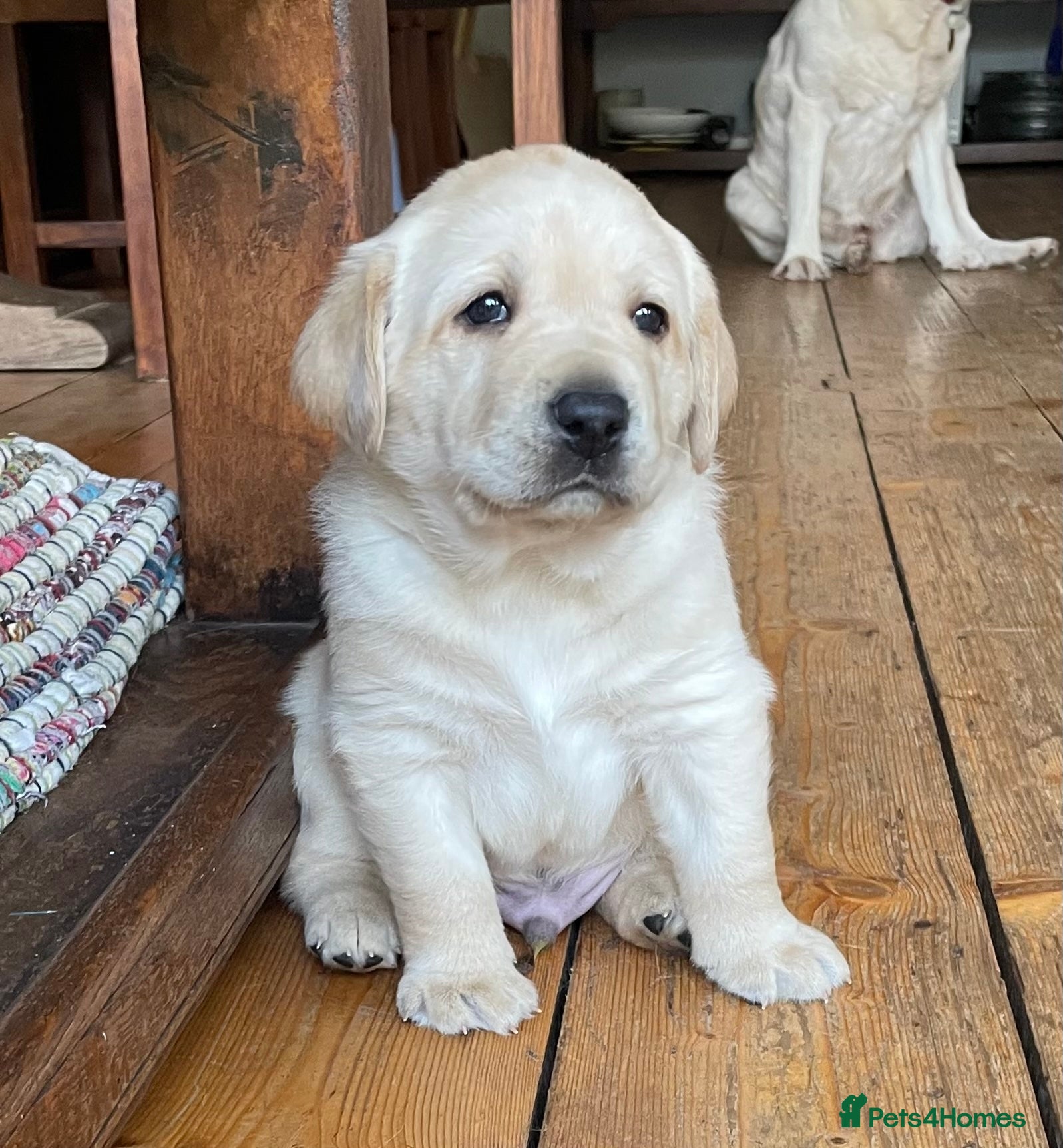 Labrador Retriever dogs Stunning KC Reg. Labrador Pups Chocolate/Yellow - Advert 1