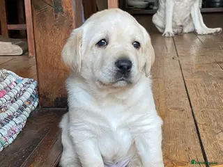 Labrador Retriever dogs Stunning KC Reg. Labrador Pups Chocolate/Yellow - Advert 1