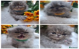 Persian cats for sale: Persian Kittens looking for their forever homes - Image 1