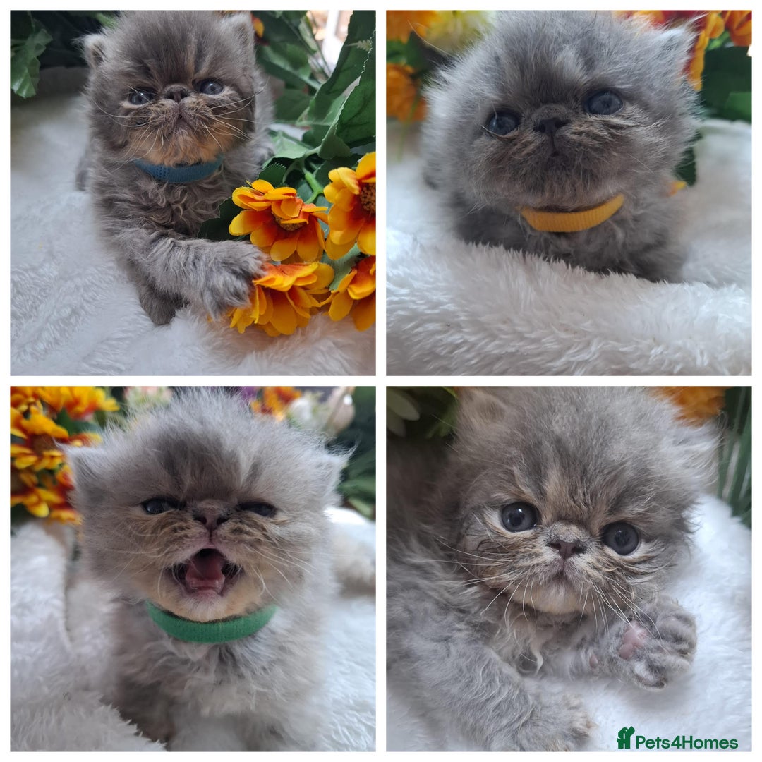 Persian cats for sale: Persian Kittens looking for their forever homes - Image 1