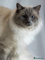 Ragdoll cats STUD Large Blue point ragdoll 100% proven stud . in Brighouse - Advert 13