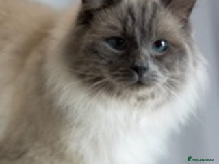 Ragdoll cats in Brighouse - Advert 21