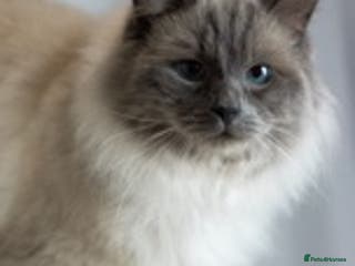 Ragdoll cats STUD Large Blue point ragdoll 100% proven stud . in Brighouse - Advert 24