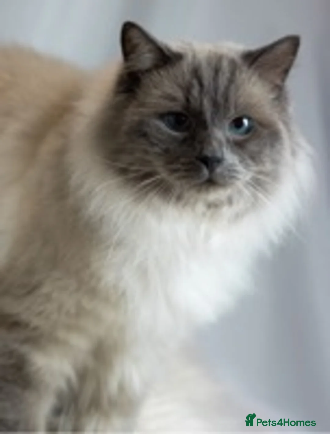 Ragdoll cats for stud: STUD Large Blue point ragdoll 100% proven stud . in Brighouse - Advert 1