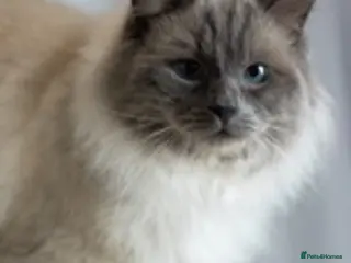 Ragdoll cats STUD Large Blue point ragdoll 100% proven stud . in Brighouse - Advert 1