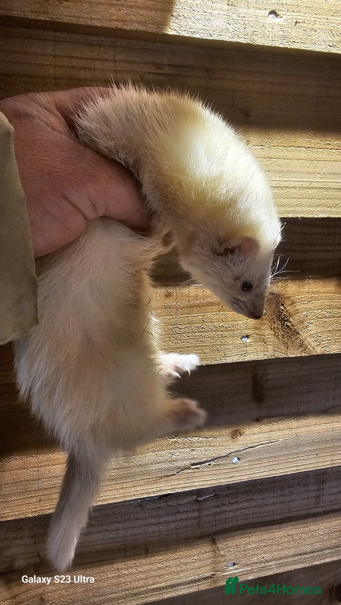 Ferret rodents Micro ferret black eyed white  - Advert 15