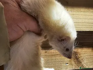 Ferret rodents Micro ferret black eyed white - Advert 15