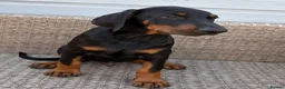 Dobermann dogs for sale: Champion and working lines KC Doberman litter - Advert 7