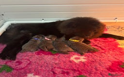 Chow Chow dogs for sale: Beautiful blue chow chow litter 💙 - Image 1