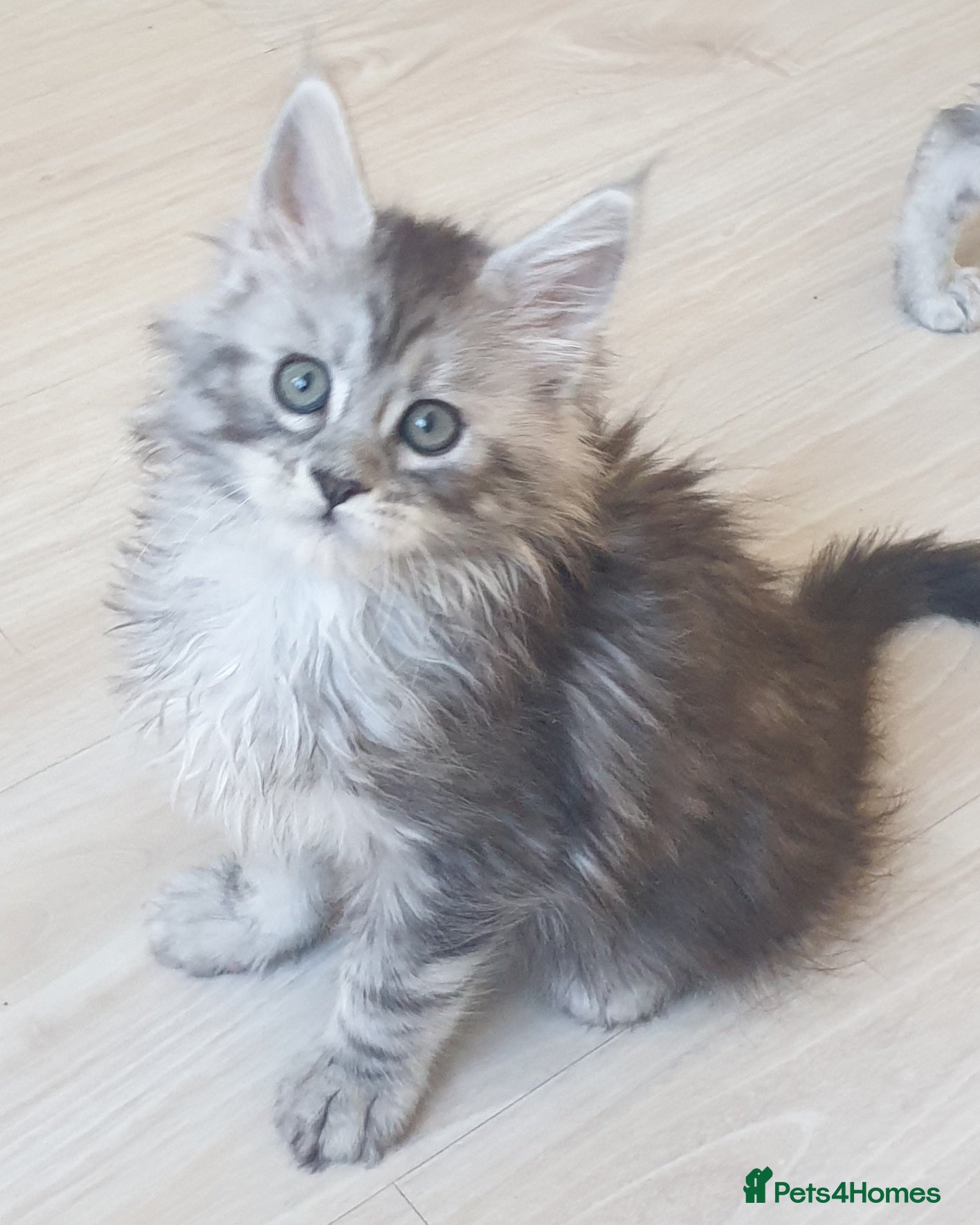 Maine Coon cats Tica registered Maine Coons  - Advert 4