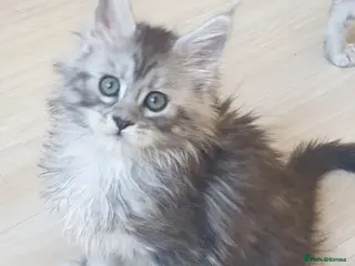 Maine Coon cats Tica registered Maine Coons - Advert 1