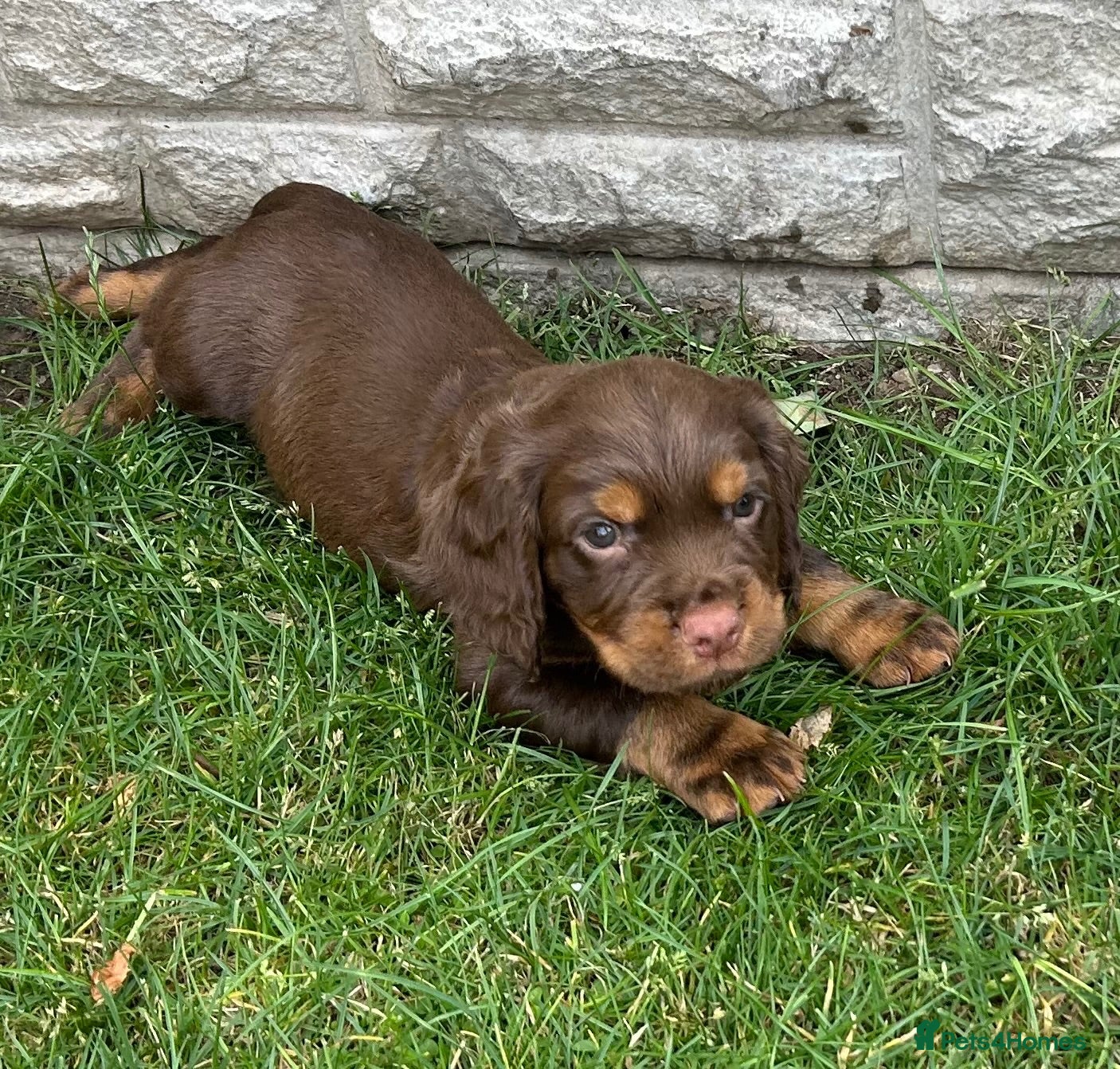 Cocker Spaniel dogs KC REGISTERED BROWN & TAN WORKING COCKER SPANIEL - Advert 10